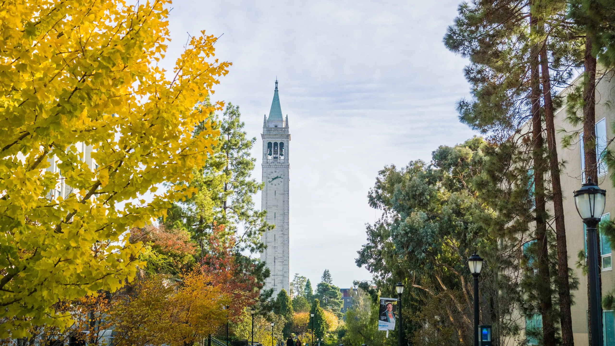 Autumn colored trees in the UC Berkeley campus; Sather Tower (Campanile) in the background