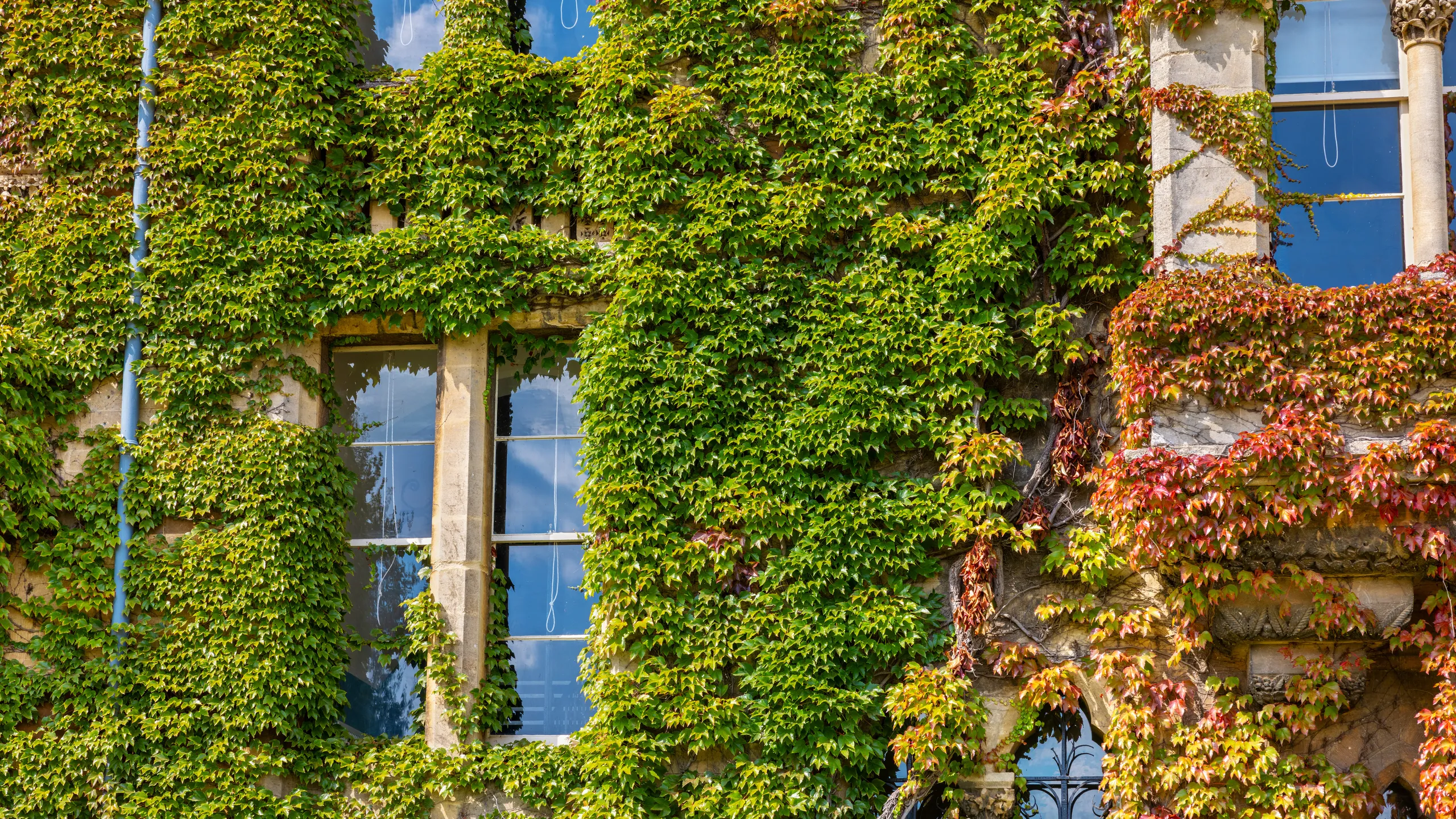 Creeper ivy on old college wall