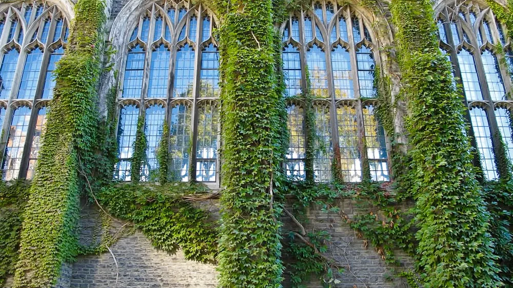 Ivy covered building